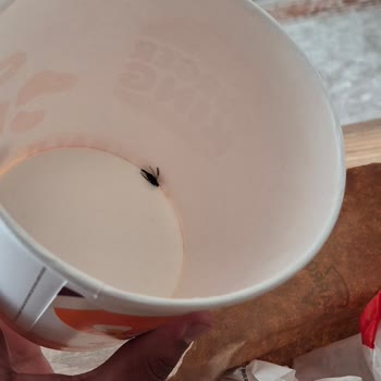 Kova Patatesin İçinden Böcek Çıktı, Akşam Yemeğim Mahvoldu