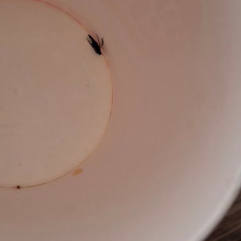 Kova Patatesin İçinden Böcek Çıktı, Akşam Yemeğim Mahvoldu