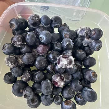 Migros Hemen Siparişimde Küflü Yabanmersini Teslim Edildi