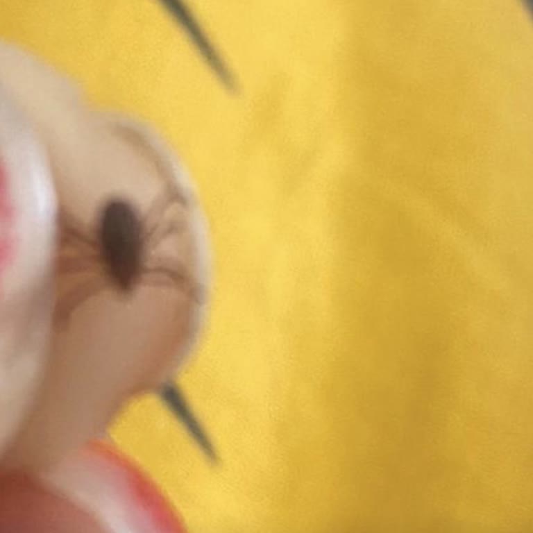 Bravecto Parazit Ürünleri Etkisiz, Köpeklerim Keneden Kurtulamıyor!