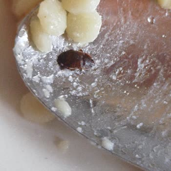 Aldığım Makarnada Böcek Şoku!