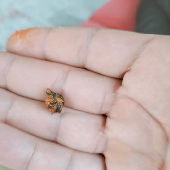 Doritos Peynirli Cips İçinden Çıkan Yabancı Madde Şoku!