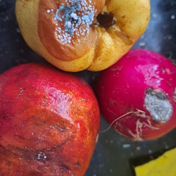 Siemens Buzdolabında Süregelen Sorunlara Çözüm Bulunamıyor, Müşteri Mağdur Ediliyor