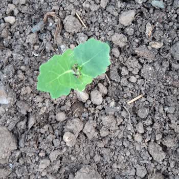 Kuşkonmaz Tohumu Diye Satılan Ürün Farklı Bitki Çıktı, Mağduriyet Yaşadım