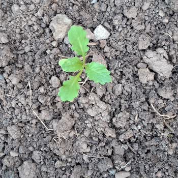 Kuşkonmaz Tohumu Diye Satılan Ürün Farklı Bitki Çıktı, Mağduriyet Yaşadım