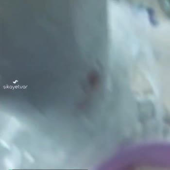 Sinangil Gıda Ağzı Açılmamış Un Küflendi