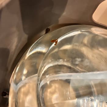 Fuska Damacana Suyunda Kahverengi Yabancı Maddeyle Karşılaştım