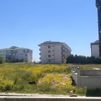 Silivri Belediyesi Selimpaşa'da Saldırgan Köpekler İçin Acil Çözüm Çağrısı