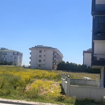 Silivri Belediyesi Selimpaşa'da Saldırgan Köpekler İçin Acil Çözüm Çağrısı