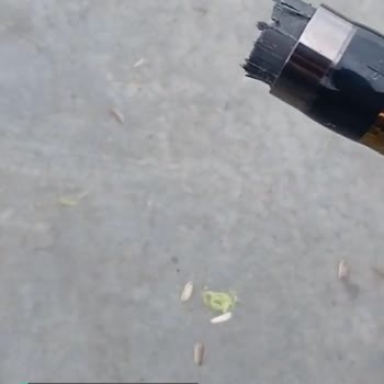 Alba Star Caesar 420,100/225 Atarlı Kamış Paramparça