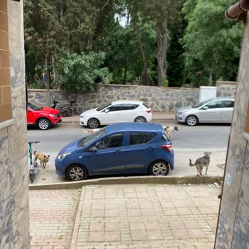 Üsküdar'da Başıboş Köpekler Yüzünden Yaşanan Güvenlik Endişesi