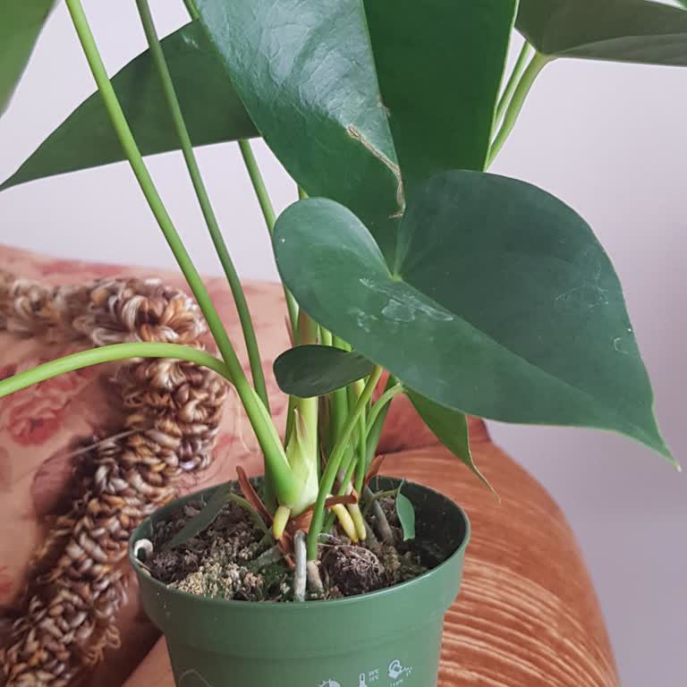 Yanıltıcı Saksı Bilgisi Ve İlgisiz Satıcı Deneyimi