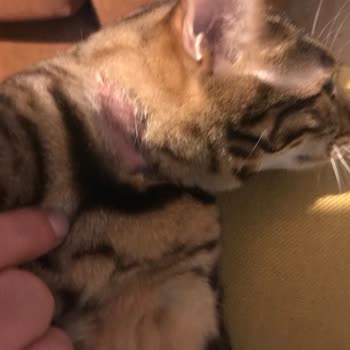 Bayer Seresto Pire Tasması Sonrası Evcil Hayvanımın Sağlığı Bozuldu