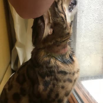 Bayer Seresto Pire Tasması Sonrası Evcil Hayvanımın Sağlığı Bozuldu