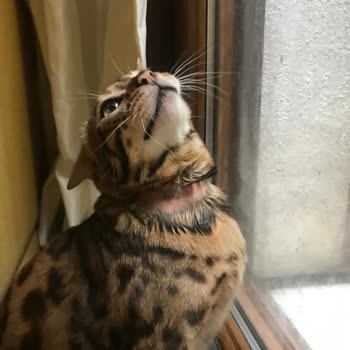 Bayer Seresto Pire Tasması Sonrası Evcil Hayvanımın Sağlığı Bozuldu