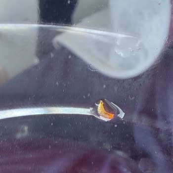 Berry Hibiscus İçeceğinde Hijyen Sorunu Ve Kurt Çıkması