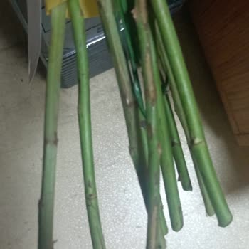 Sipariş Ettiğim Çiçek Yerine Kurumuş Ve Çürük Ürün Gönderildi