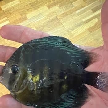 Discus Marketim Mağduriyet Yaşama