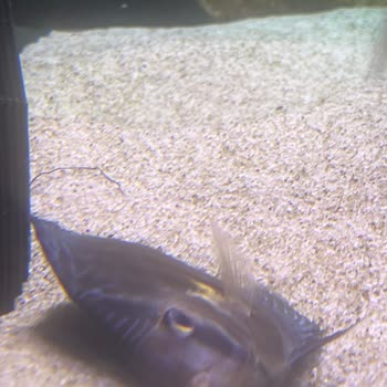 Discus Marketim Mağduriyet Yaşama