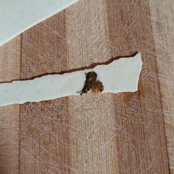 Lazanya Paketinde Ölmüş Güve Kelebeği Şoku