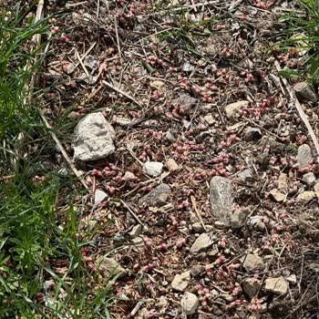 Badem Poliçemde Yanlış Kilo Raporu Ve İtirazda Yaşanan Mağduriyet