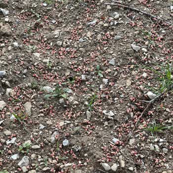 Badem Poliçemde Yanlış Kilo Raporu Ve İtirazda Yaşanan Mağduriyet