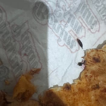 Dürümlerden Böcek Çıktı Tavuklar Yanmış Ve Lezzet Kötüydü