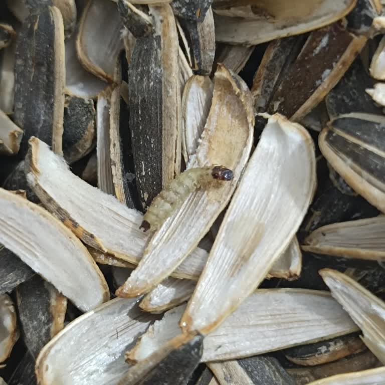 Aldığım Ay Çekirdeğinden Kurtçuk Çıktı