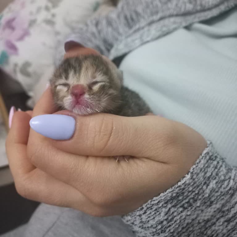 Sahiplendiğim Yavru Kedinin Geri Verilmemesiyle Mağdur Oldum