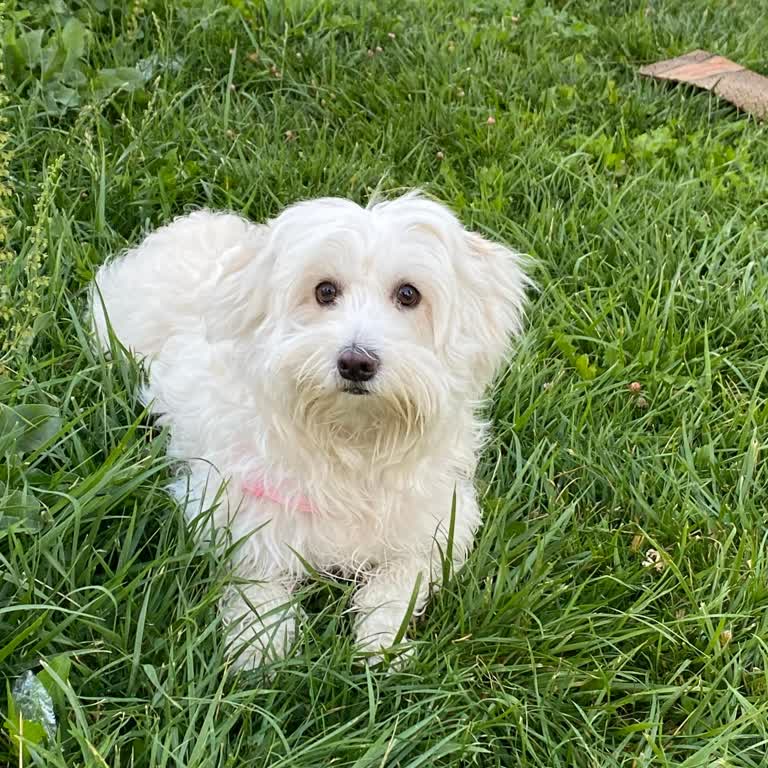 Zorunlu Aşı Şartı İle Tıraş Hizmeti Verilmemesi Mağduriyet Yaratıyor