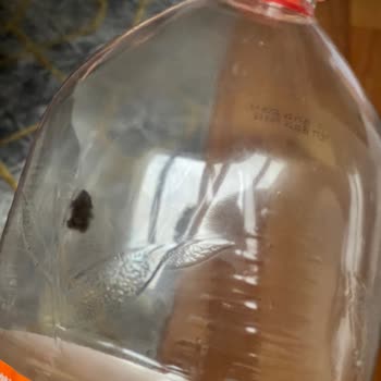 Çaykur Didi Soğuk Çayda Böcek Benzeri Cisimle Karşılaştım Hijyen Endişesi Yaşıyorum