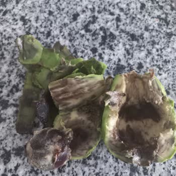 Aldığım Avokadoların İçinin Çürük Çıkması Mağduriyet Yarattı