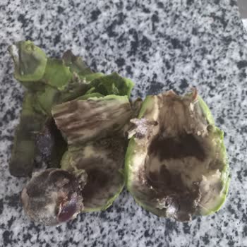 Aldığım Avokadoların İçinin Çürük Çıkması Mağduriyet Yarattı