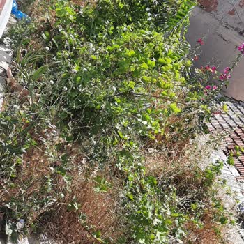 Belediyeye Ait Alanda Temizlik Eksikliği Böcek Sorununa Yol Açıyor