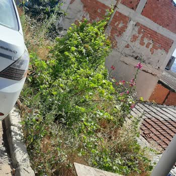 Belediyeye Ait Alanda Temizlik Eksikliği Böcek Sorununa Yol Açıyor