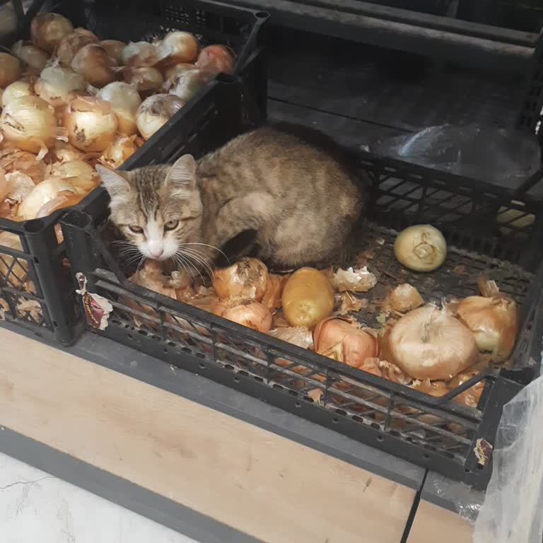 A101 Mağazasında Hijyen Sorunu Ve Kedilerin Ürünlerle Teması