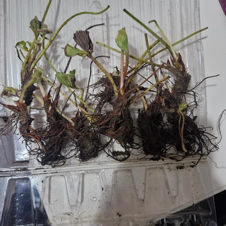 Farmer Life Tohum Çilek Birine Gönderilecek Gibi Değil