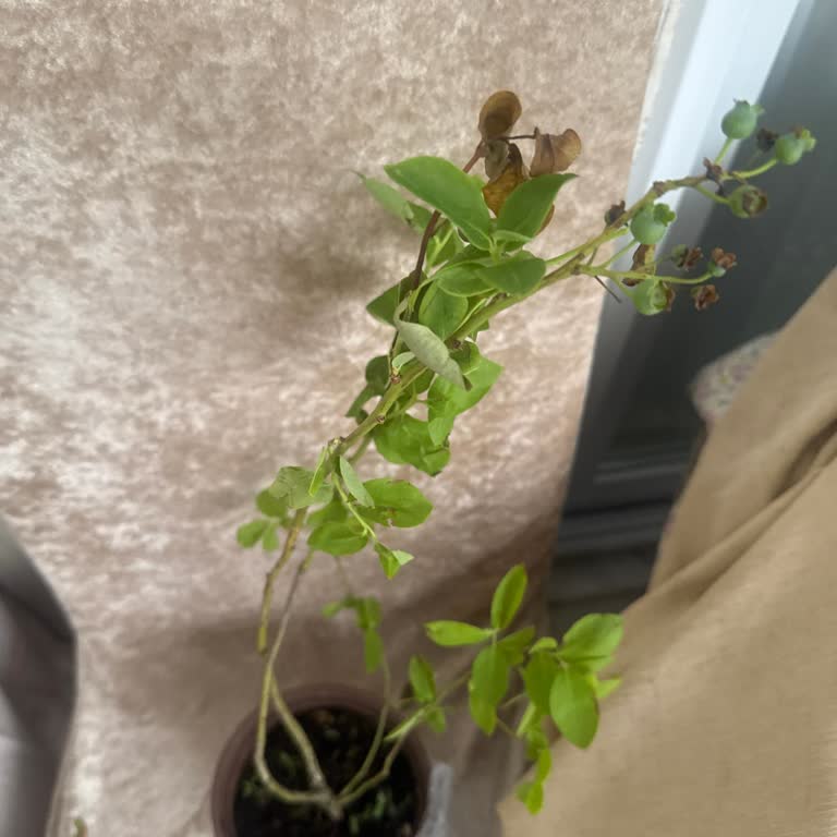 Küçük Ve Kurumuş Fidanlar, İletişimsizlik Mağduriyeti