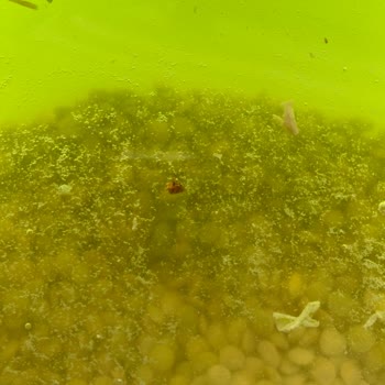 Yeşil Mercimekte Böcek Çıktı Müşteri Hizmetleri İlgilenmedi