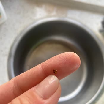 Yeşil Mercimekte Böcek Çıktı Müşteri Hizmetleri İlgilenmedi