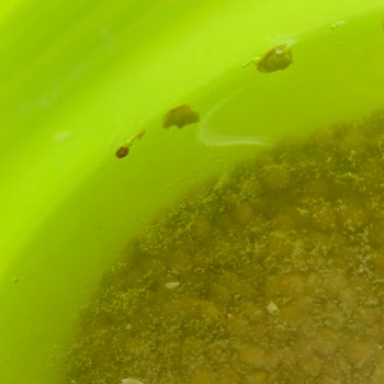 Yeşil Mercimekte Böcek Çıktı Müşteri Hizmetleri İlgilenmedi