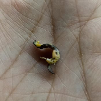 Eksik Ve Hasarlı Siparişlere Rağmen Teslimat Yapılmıyor