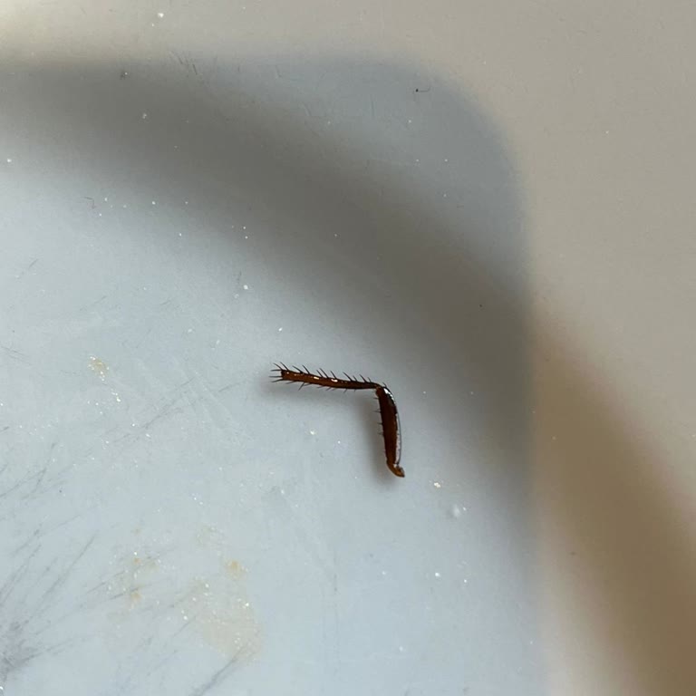 Serpme Kahvaltıda Böcek Bacağı Ve Yetersiz Müşteri İlgisi: Mağduriyetimin Giderilmesini Talep Ediyorum