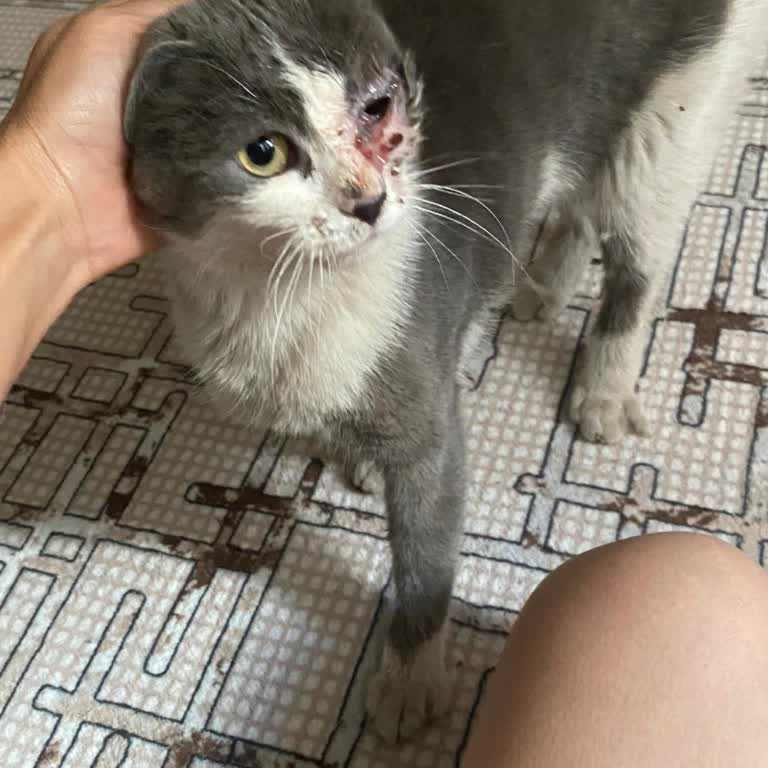 Belediye Hayvan Ambulansı Acil Müdahale Taleplerine Yanıt Vermiyor