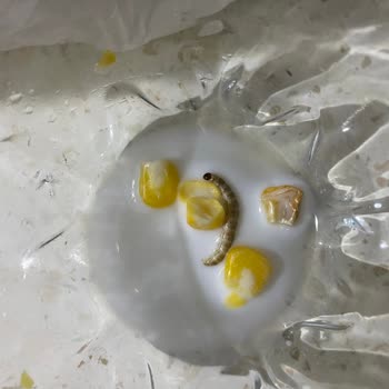 Dondurulmuş Mısır Paketinden Solucan Çıktı: Gıda Güvenliği Riski