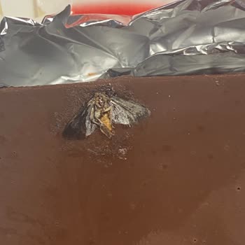 Çikolatadan Çıkan Böcek Yüzünden Yaşadığım Şok