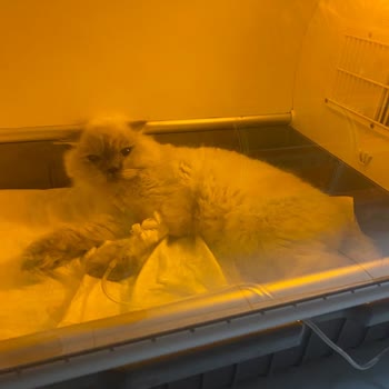 Veteriner Kliniğinde Kedimin Tedavi Sürecinde Yaşanan Sorunlar Ve Sonuçları