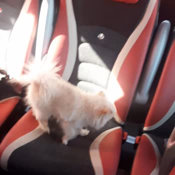 Otobüste Kurallara Aykırı Köpek Taşınması Ve Personel İlgisizliği