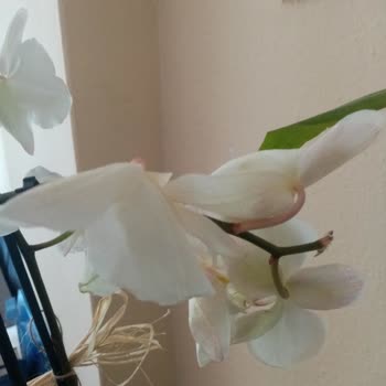 Gönderilen Çiçeğin Kötü Durumu Ve Yetersiz Müşteri Hizmeti