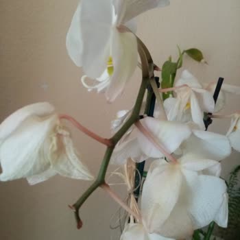 Gönderilen Çiçeğin Kötü Durumu Ve Yetersiz Müşteri Hizmeti